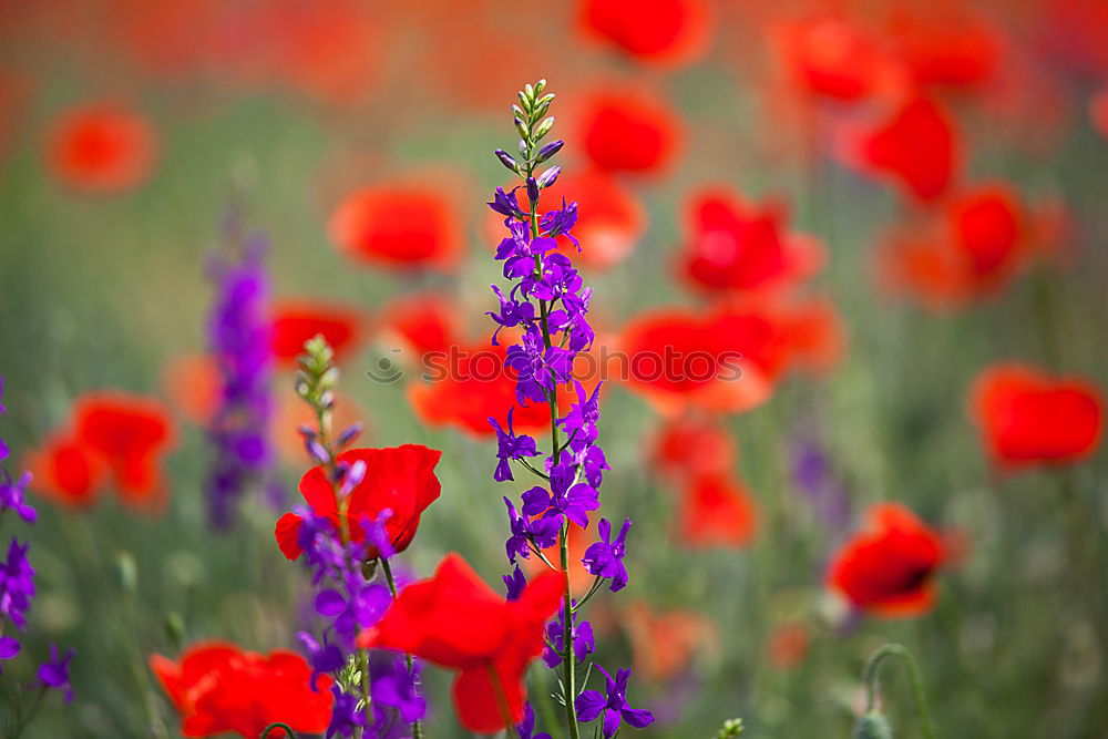 Similar – Image, Stock Photo poppy dream Nature Plant