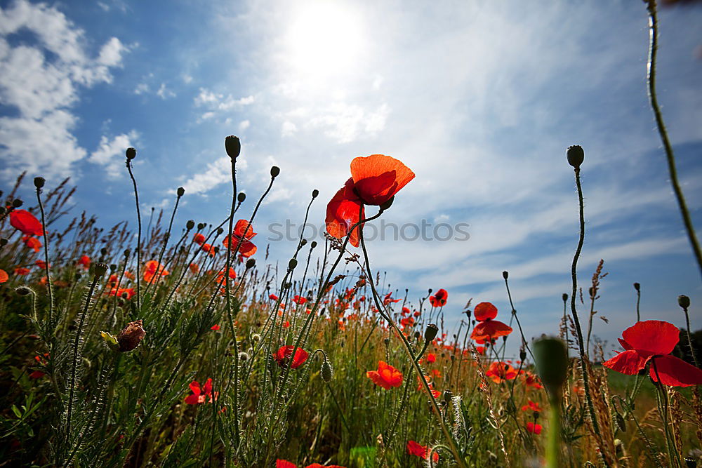 Similar – poppy field Environment