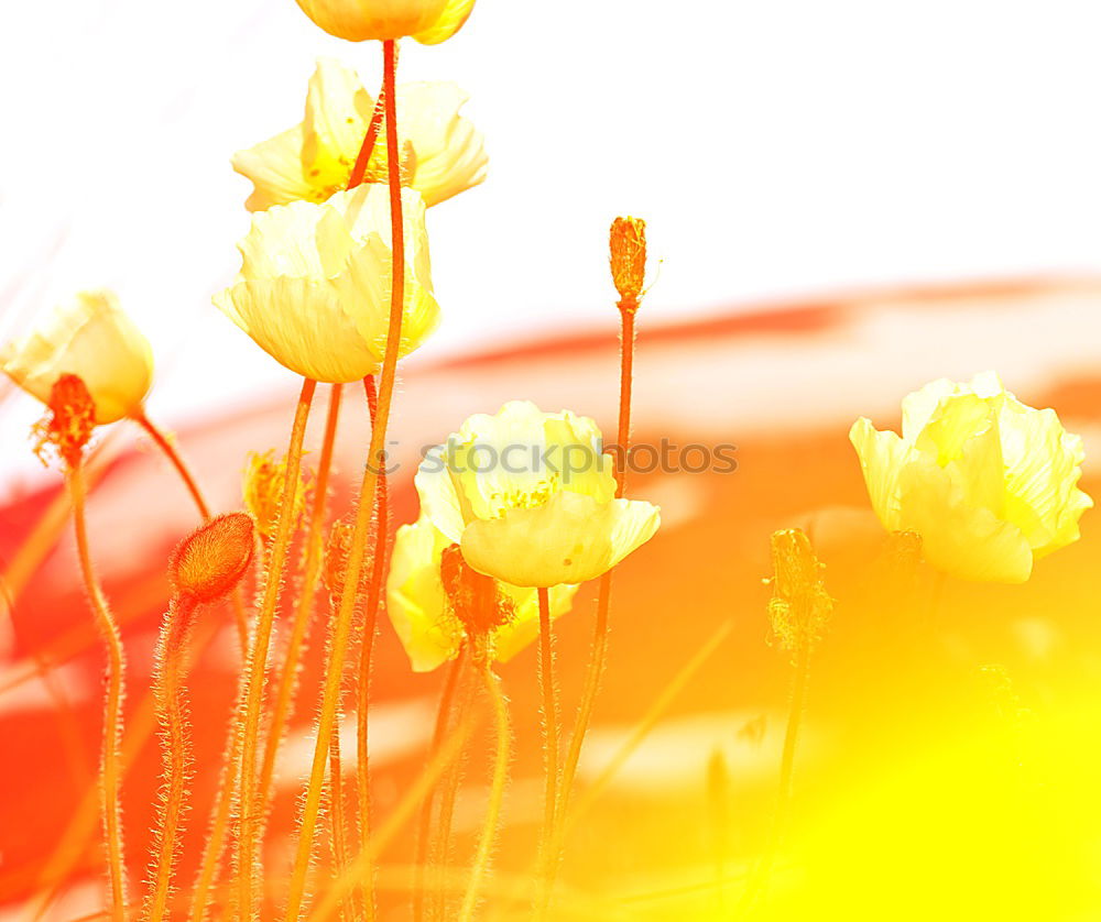 Similar – Image, Stock Photo Colourful flowers Plant