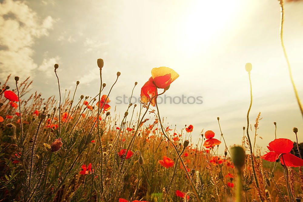 Similar – poppy Environment Nature