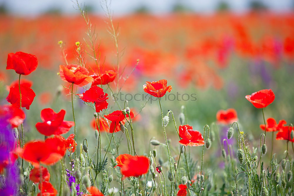 Similar – Image, Stock Photo poppy seed, poppy seed, poppy seed…