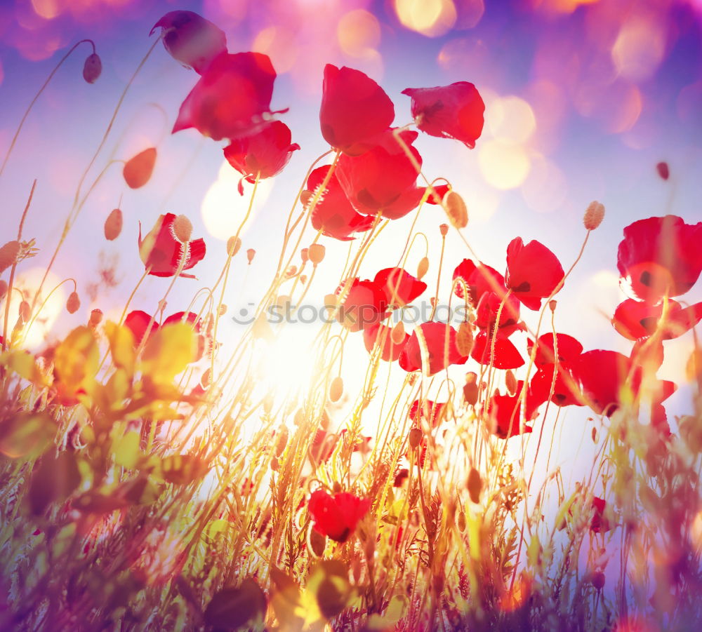 Similar – Image, Stock Photo Poppies on summer meadow