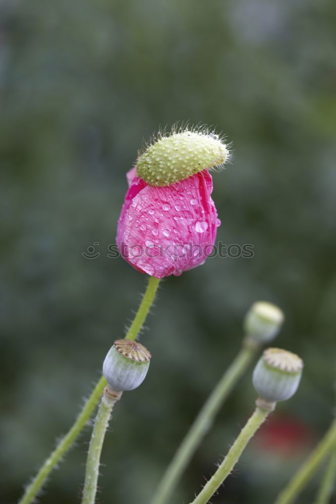 Similar – Image, Stock Photo I see a bissel red Berries