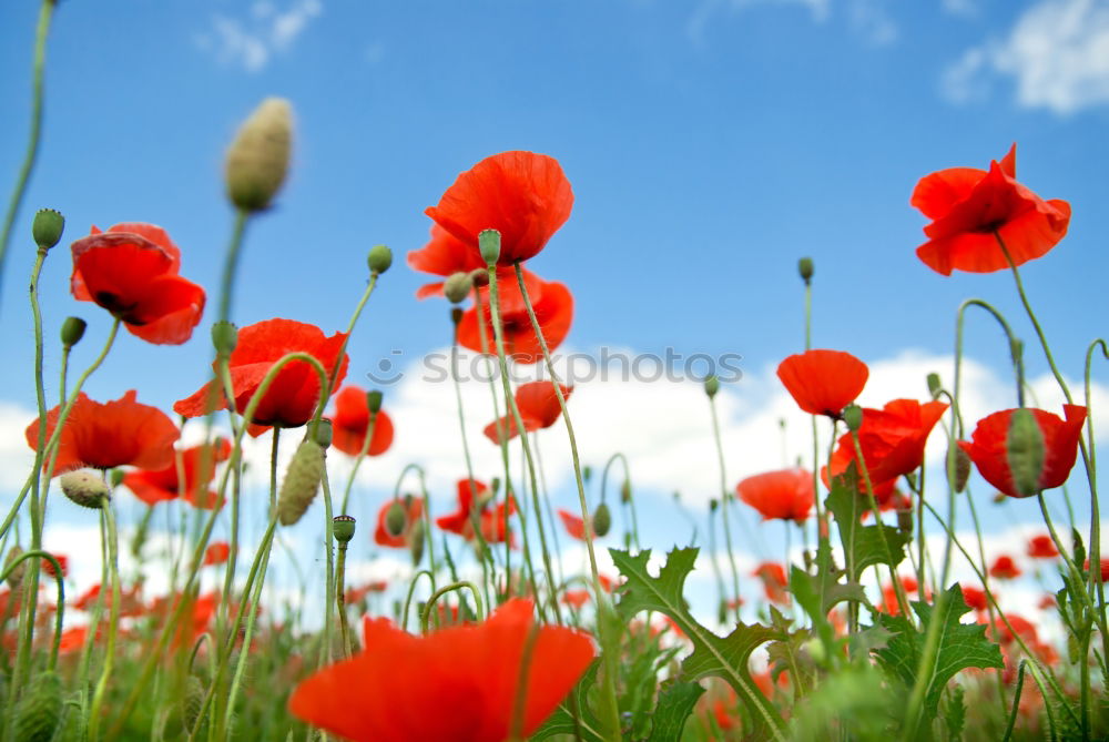 Similar – im mohnblumenfeld Mohn rot