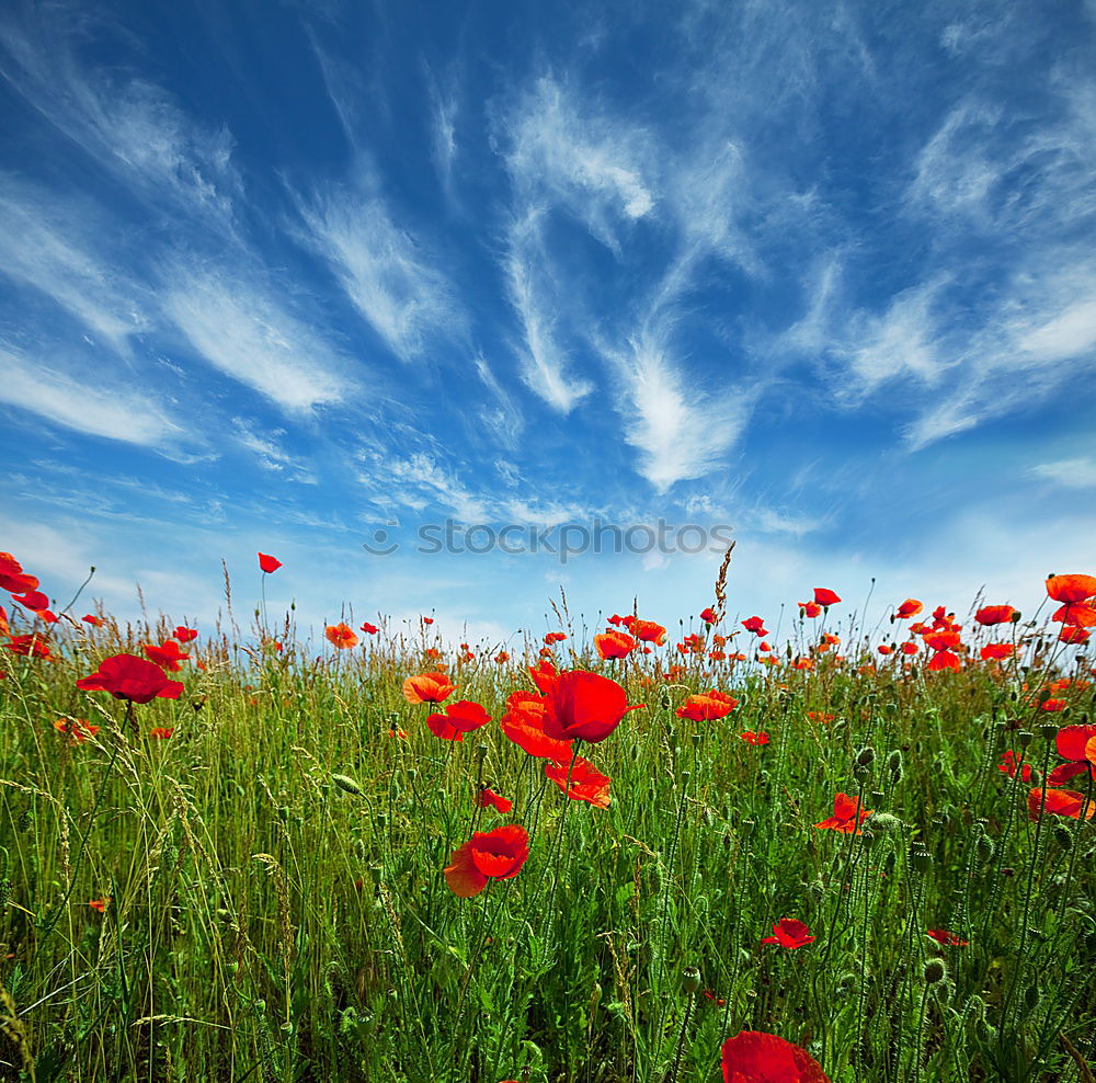 Similar – Image, Stock Photo Sun is hiding behind a poppy blossom, blinking