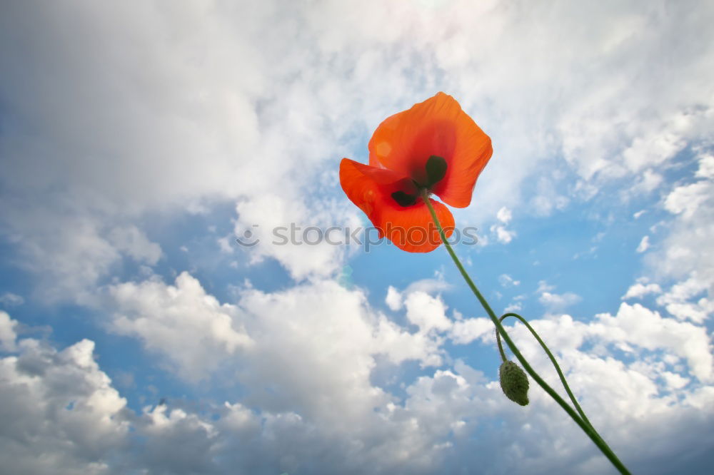 Similar – poppy day Colour photo