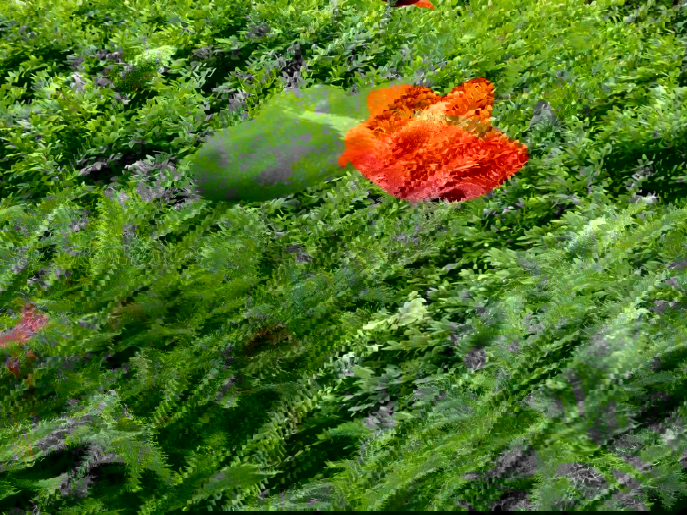 Similar – Image, Stock Photo flower meadow Meadow