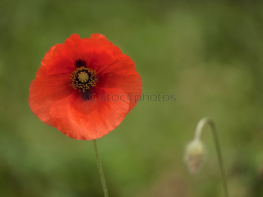 Similar – Moooooohn Mohn Klatschmohn