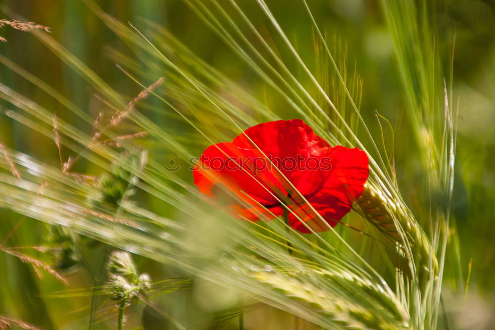 Similar – Image, Stock Photo poppy blossom Poppy Red