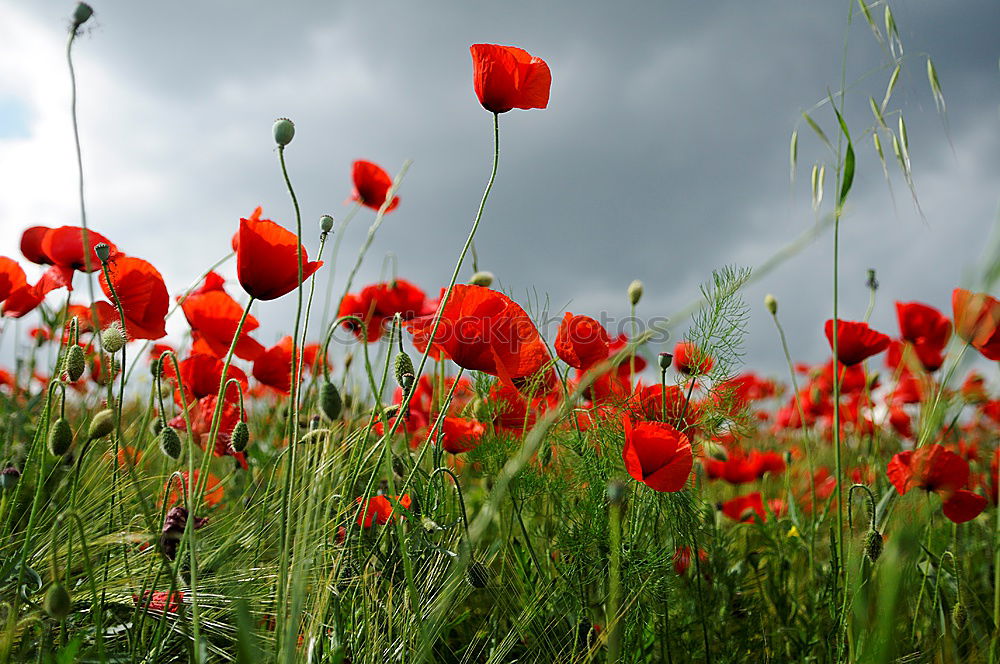 Similar – Image, Stock Photo John McCrae: In Flanders Fields (1915)