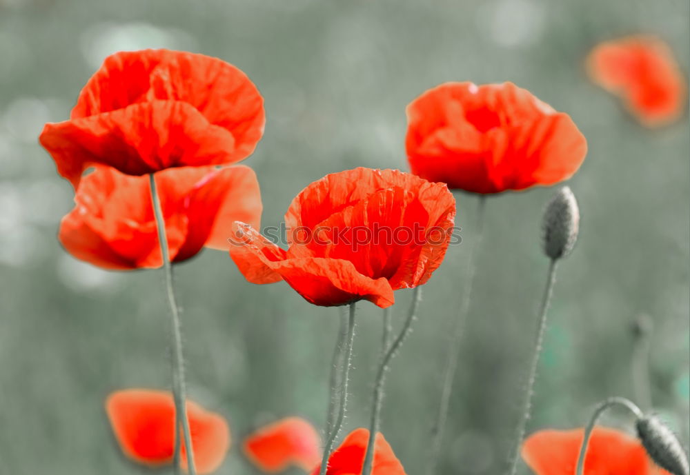 Similar – Image, Stock Photo Poppy seed and chamomile