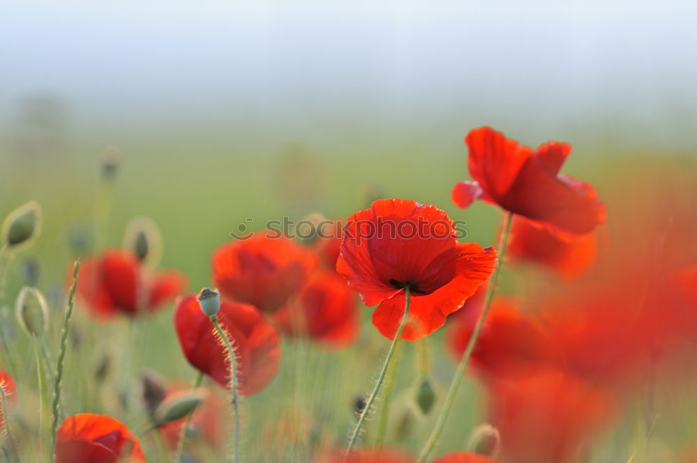 Similar – poppy field Environment