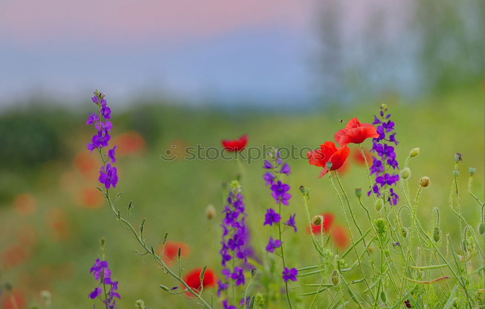 Similar – Image, Stock Photo Poppies and more. Summer