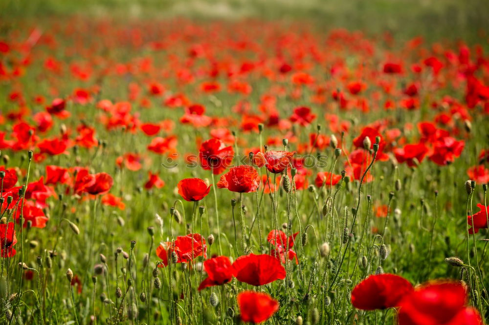 poppy field Summer