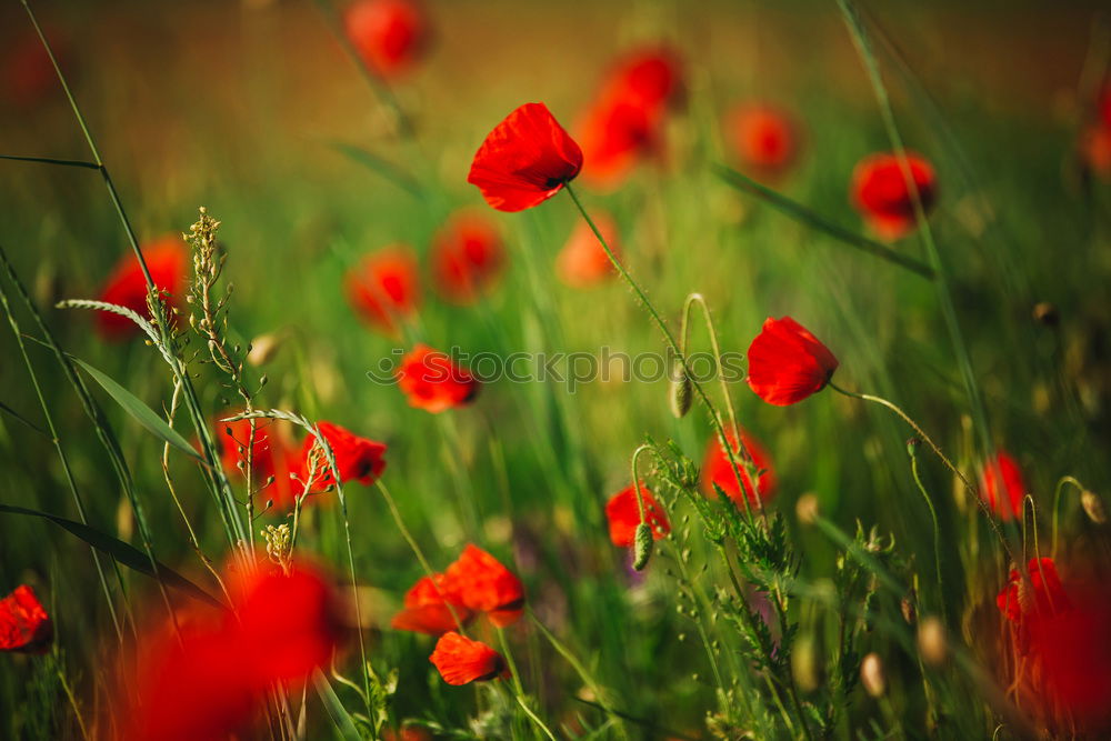 Similar – poppy field Summer