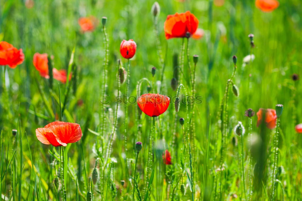 Similar – Foto Bild Gegensätze Blume Mohn