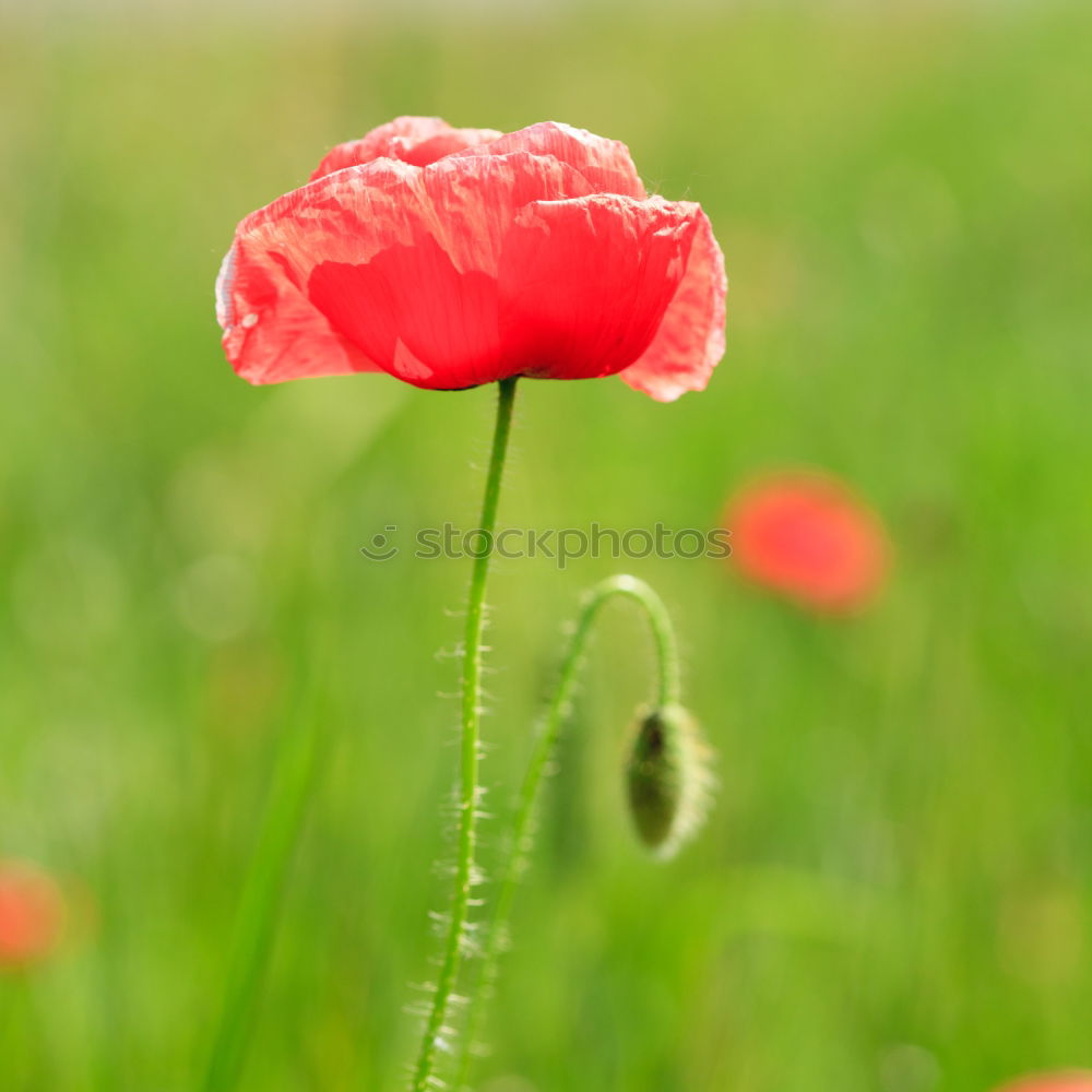 Similar – poppy