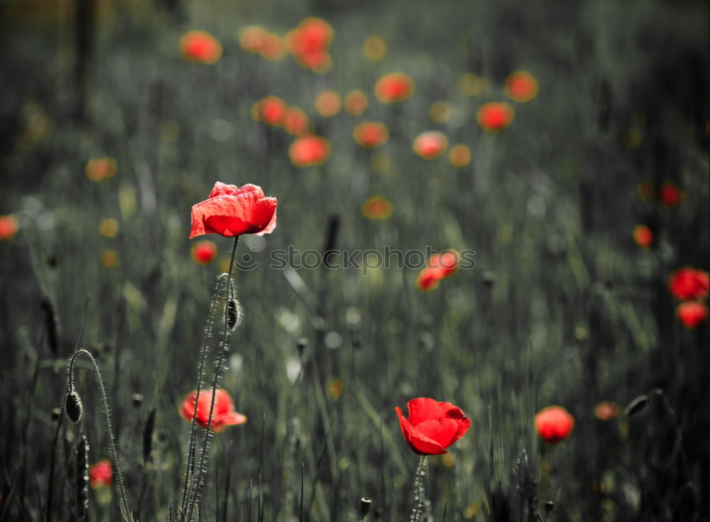 Similar – Image, Stock Photo poppy blossom Poppy Red