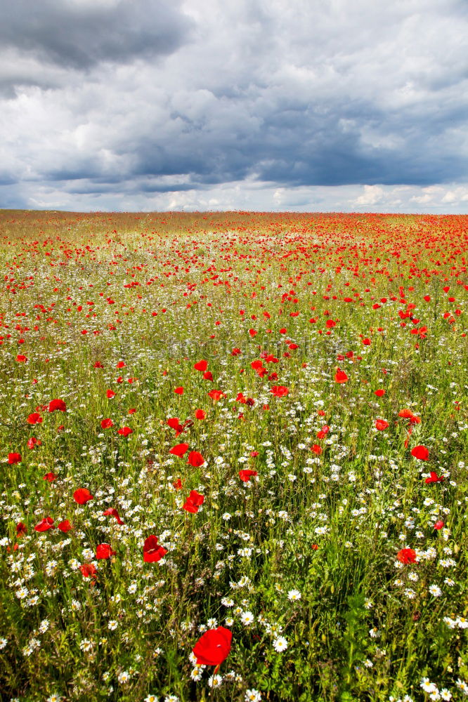 Similar – Image, Stock Photo hay fever with chickenpox