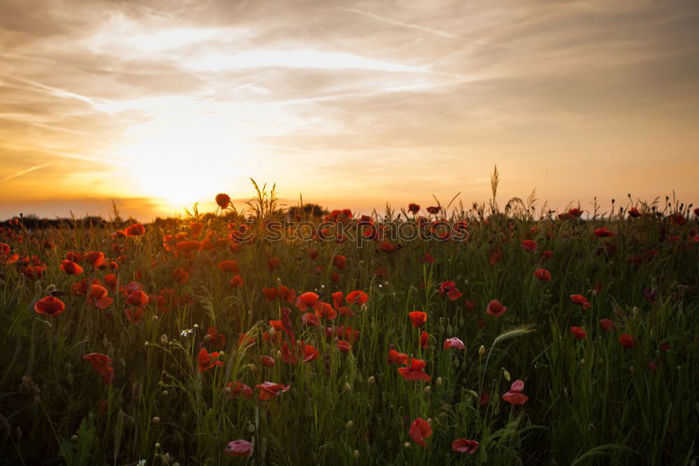 Similar – Foto Bild Mohn am Feldrand