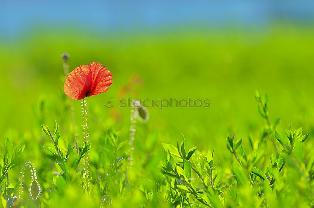 Similar – Foto Bild Grün Ewig Umwelt Natur