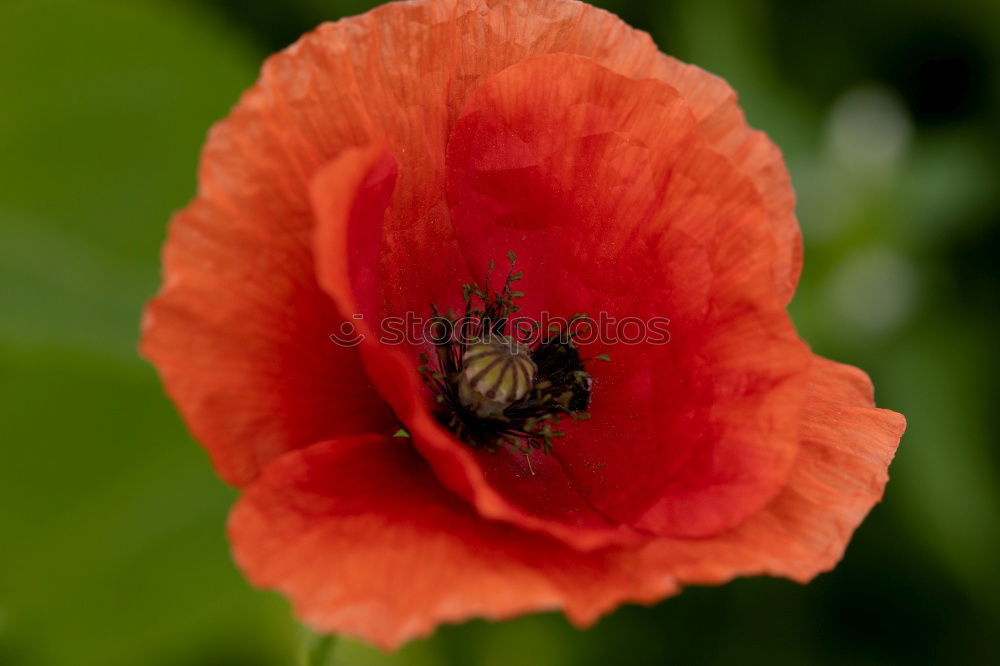 Similar – Poppy in the green Flower