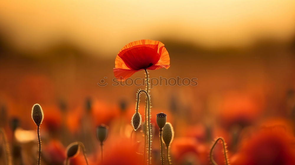 Similar – Image, Stock Photo poppy meadow Summer