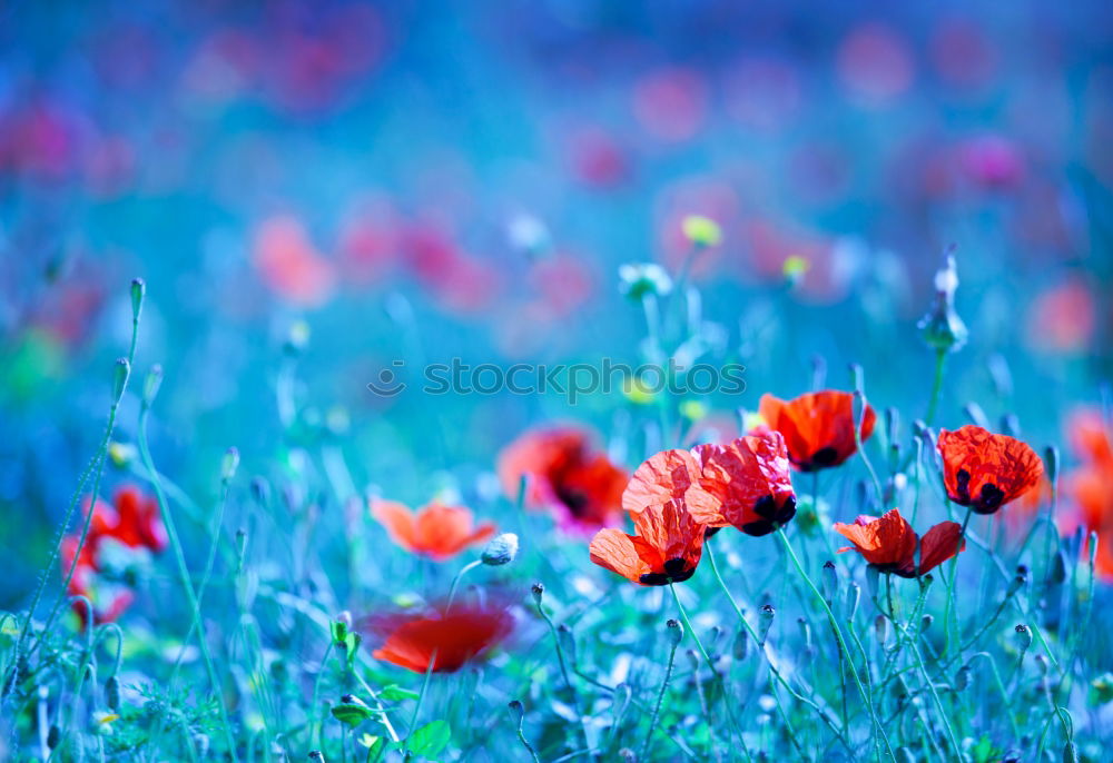 Similar – Image, Stock Photo Red flower