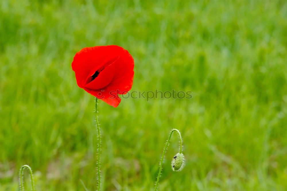 Similar – Foto Bild Gegensätze Blume Mohn