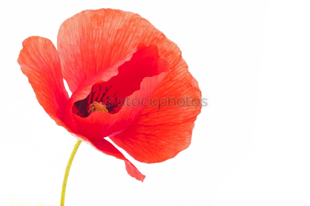 Similar – pleated blind Poppy Red