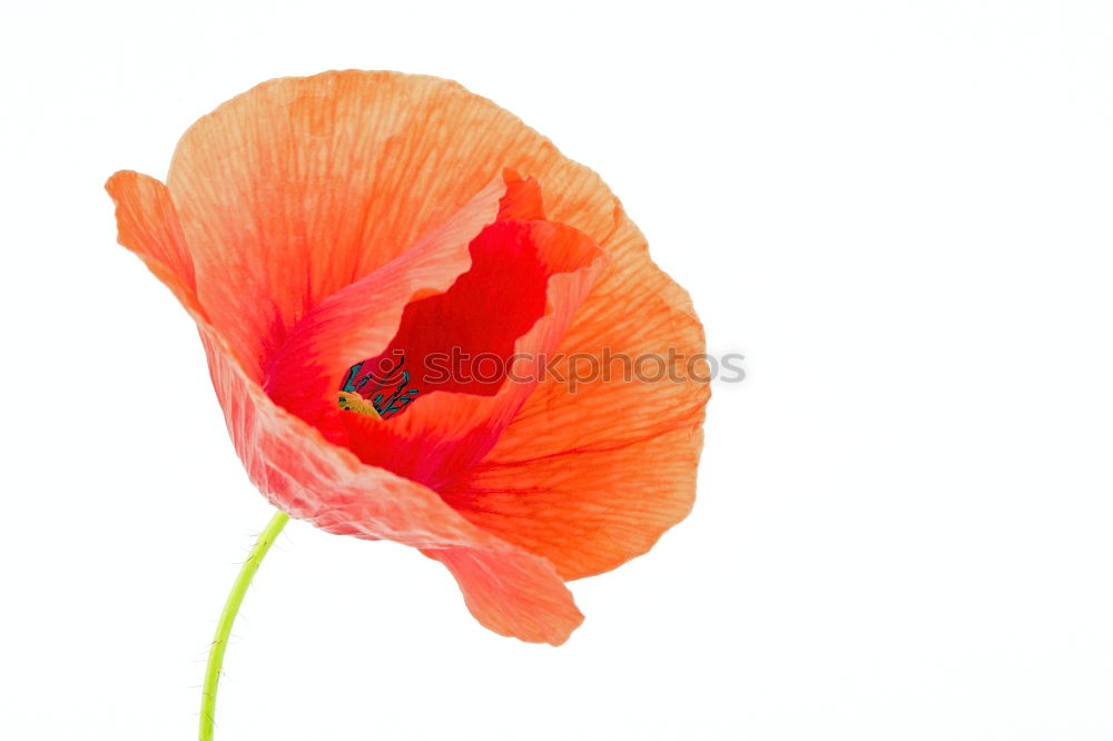 Similar – Kunstmohn Blume Mohn