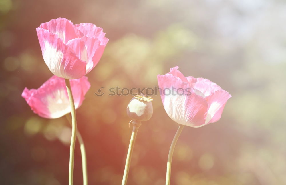 Similar – Mohnblume Natur Landschaft