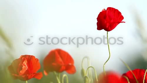 Similar – poppy day Colour photo