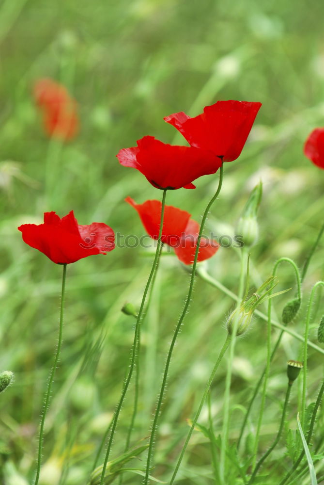 Similar – Image, Stock Photo poppy Poppy Meadow Flower