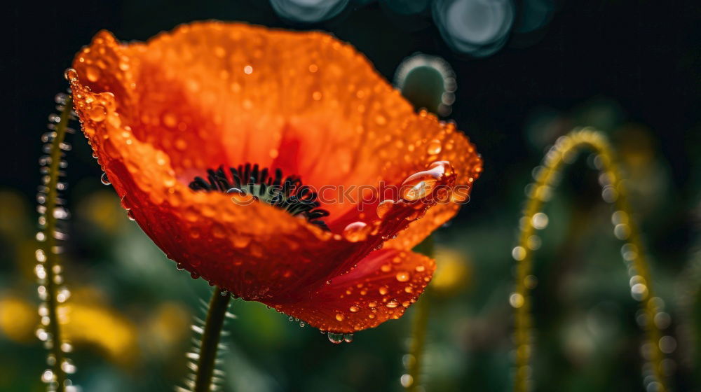 Similar – Image, Stock Photo Turkish, poppy, papaver, oriental,