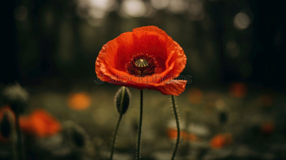 Similar – Image, Stock Photo Turkish, poppy, papaver, oriental,