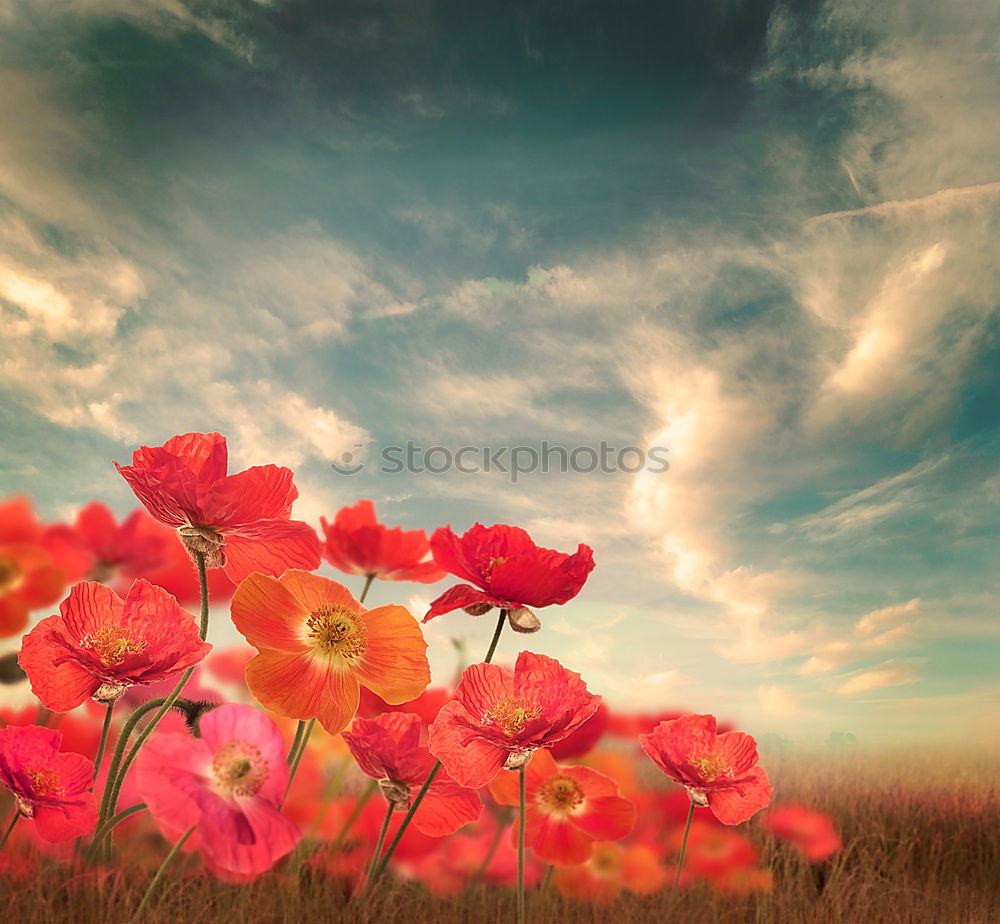 Similar – Image, Stock Photo Poppies on summer meadow