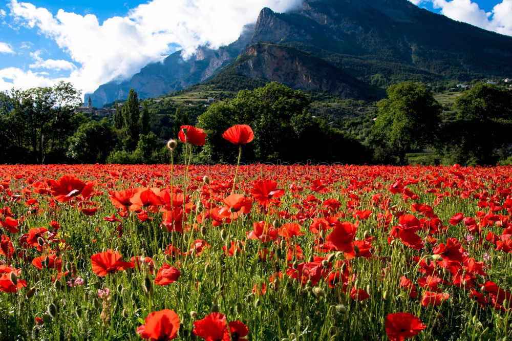 Similar – Foto Bild mohnschein° Mohn Feld