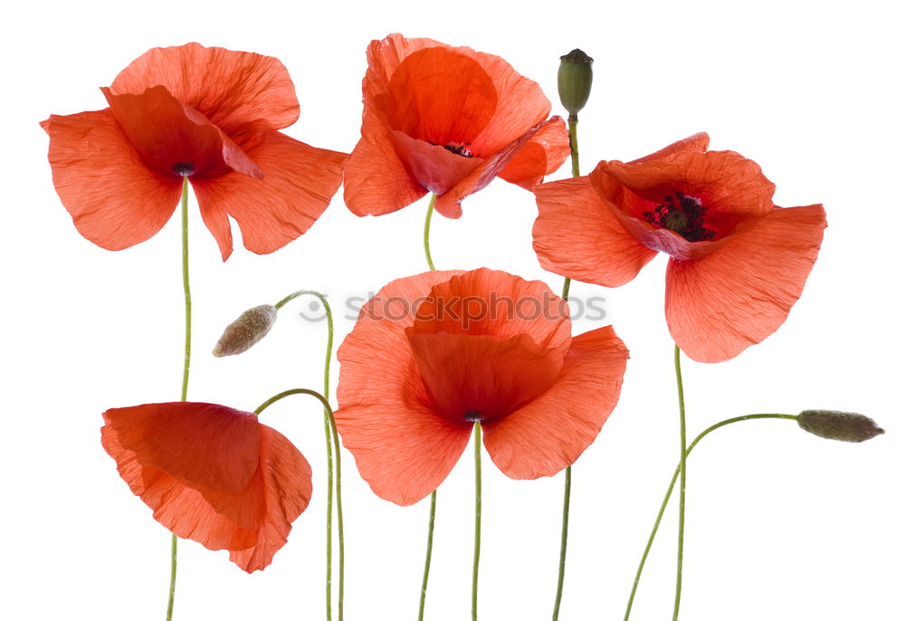 Similar – Kunstmohn Blume Mohn