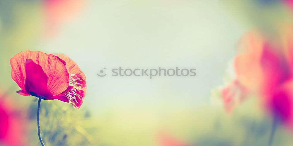 Similar – Image, Stock Photo Poppies on summer meadow