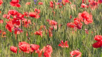 Similar – poppy flower Environment