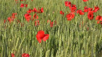 Similar – Poppy seed in cornfield