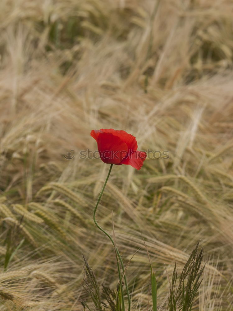 Similar – Moooooohn Mohn Klatschmohn