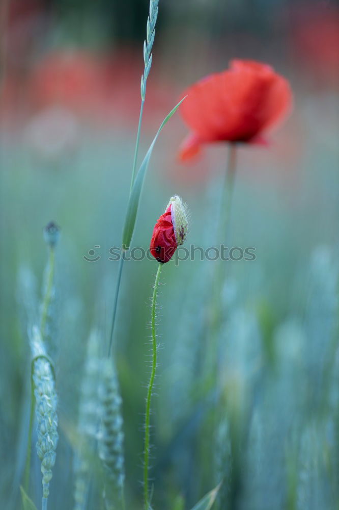 Similar – Image, Stock Photo poppy blossom Poppy Red