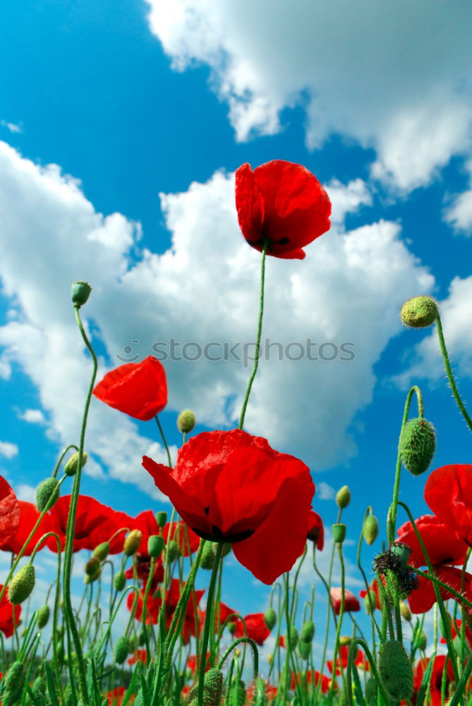 Similar – Image, Stock Photo John McCrae: In Flanders Fields (1915)