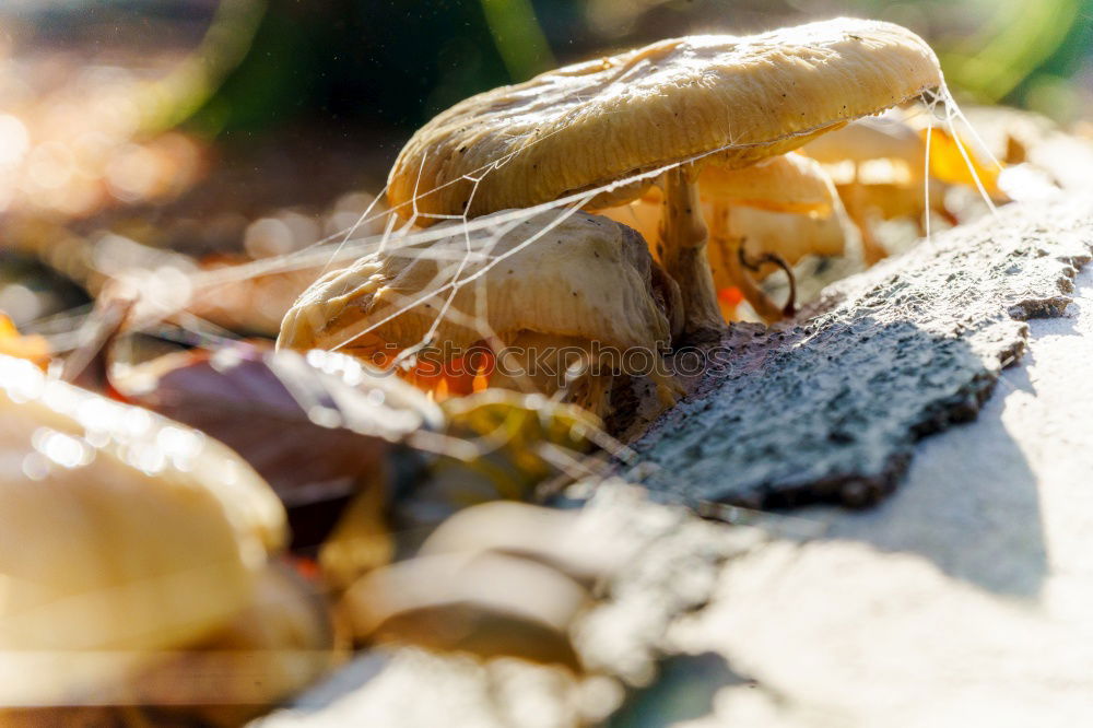 Similar – Image, Stock Photo Sweet potato chips 2.0