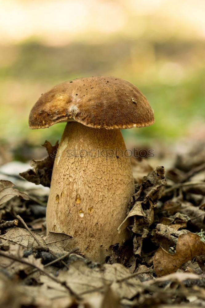 Similar – Image, Stock Photo stone mushroom Food