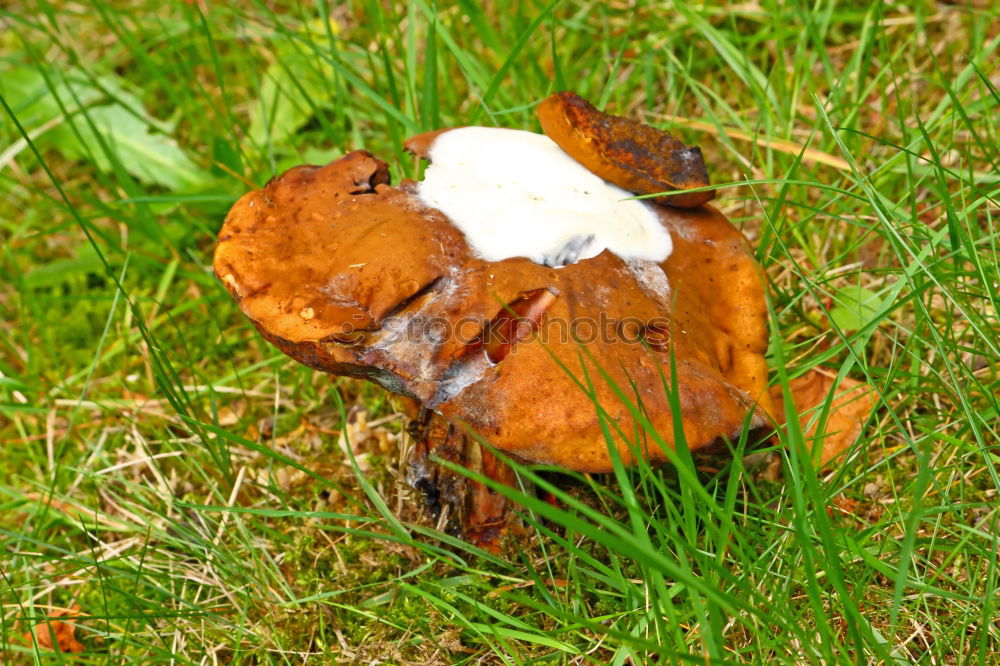 Similar – Image, Stock Photo toad migration Meadow