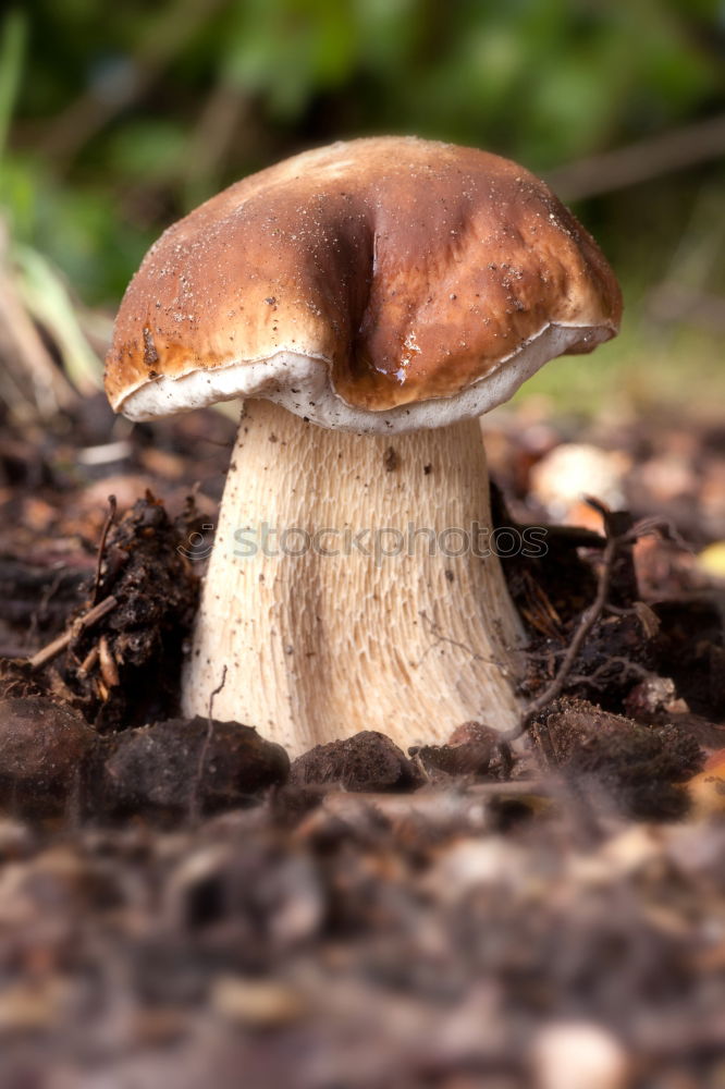 Similar – Young umbrella mushroom.. It’s like a 1.