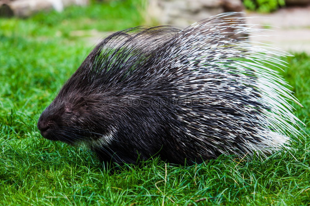 Similar – Image, Stock Photo hedgehogs Animal Autumn